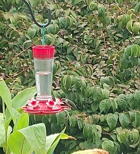 Ruby-throated Hummingbird photographed in New Jersey