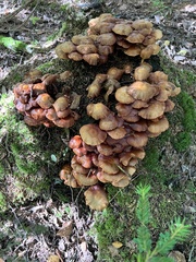 Kuehneromyces mutabilis