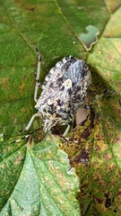 Rhaphigaster nebulosa