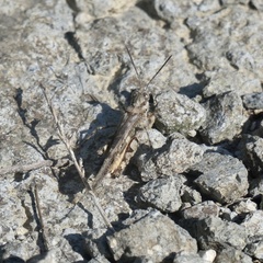 Acrotylus