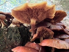 Kuehneromyces mutabilis