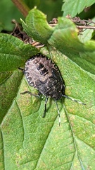 Rhaphigaster nebulosa