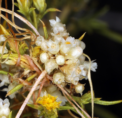 Cuscuta denticulata