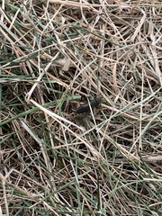 Allonemobius fasciatus