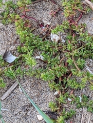 Salsola kali