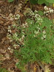 Galium intermedium