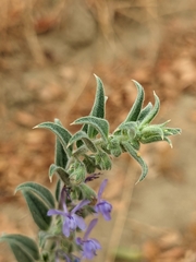 Trichostema lanceolatum
