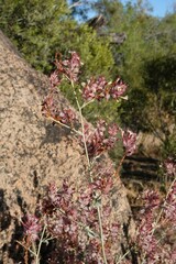 Dyerophytum africanum