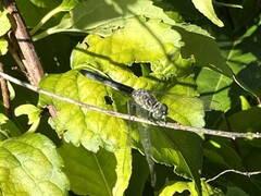 Pachydiplax longipennis