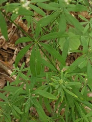 Galium intermedium