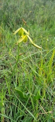 Albuca cooperi