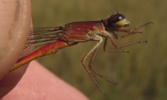 Ceriagrion katamborae