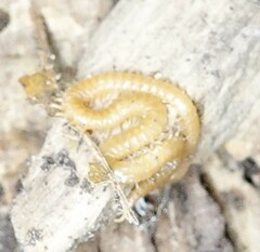 Haplophilus subterraneus