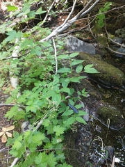 Boykinia occidentalis