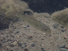 Catostomus commersonii
