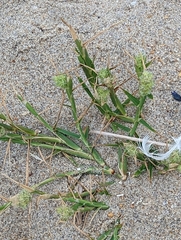 Cenchrus tribuloides