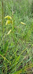 Albuca cooperi