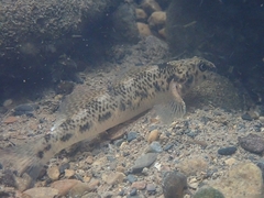 Etheostoma longimanum