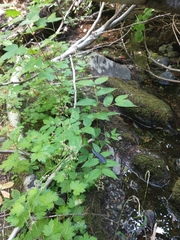 Boykinia occidentalis