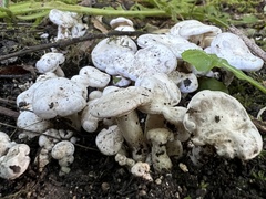 Leucocybe connata