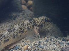 Etheostoma longimanum