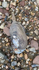 Unionidae