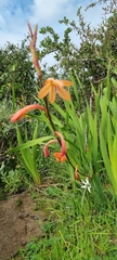 Watsonia meriana