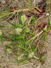 Cenchrus tribuloides