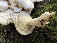 Leucocybe connata