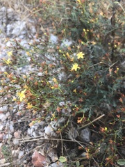 Hypericum triquetrifolium