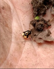 Deloyala guttata