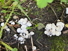 Leucocybe connata