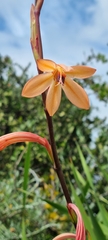 Watsonia meriana