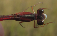 Ceriagrion katamborae