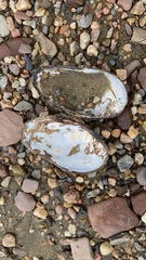 Unionidae