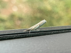 Fissicrambus mutabilis