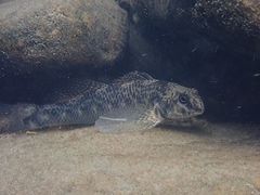 Etheostoma longimanum