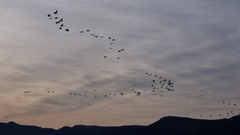 Anthropoides paradiseus