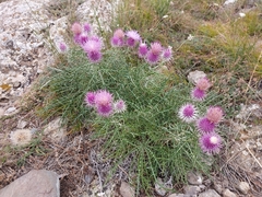 Ptilostemon echinocephalus