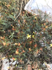 Hypericum triquetrifolium