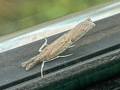 Fissicrambus mutabilis