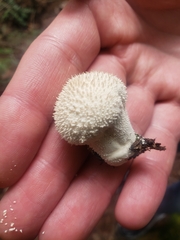 Lycoperdon perlatum