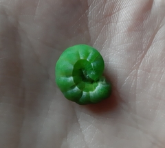 Phlogophora meticulosa