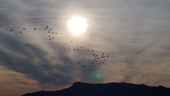 Anthropoides paradiseus