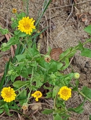 Heterotheca subaxillaris