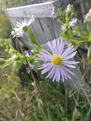 Symphyotrichum puniceum