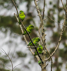 Forpus xanthopterygius