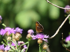 Erebia ligea