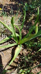 Colchicum longifolium