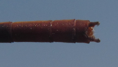 Ceriagrion katamborae